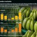 Mexican banana exports to the US boom