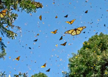 Drop in illegal logging helps monarch butterfly in Central Mexico