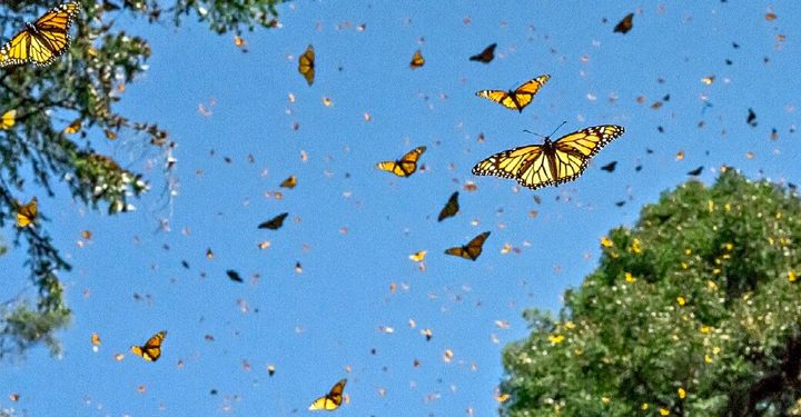 Drop in illegal logging helps monarch butterfly in Central Mexico