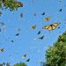 Drop in illegal logging helps monarch butterfly in Central Mexico