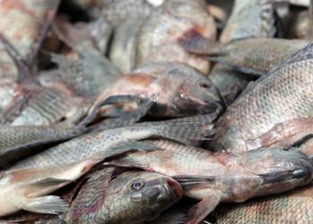 Illegal-fishing-could-mean-sanctions-for-Mexico