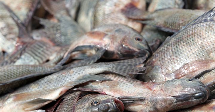 Illegal-fishing-could-mean-sanctions-for-Mexico