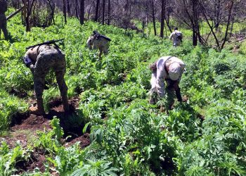 Poppy-eradication-slows-down-in-Mexico