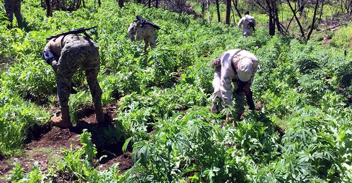 Poppy-eradication-slows-down-in-Mexico
