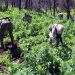 Poppy-eradication-slows-down-in-Mexico