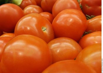 Tomato exporters advise measures against virus