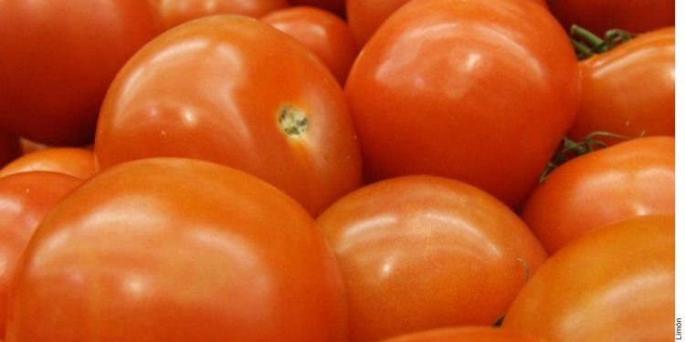 Tomato exporters advise measures against virus
