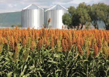 Mexico shifts gears in agriculture programs