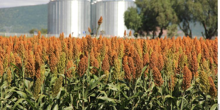 Mexico shifts gears in agriculture programs