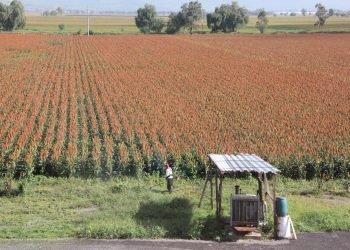 2020 Budget: Mexico defunds programs for medium farms