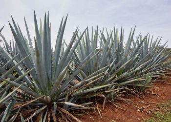 China lifts barriers to premium tequila imports