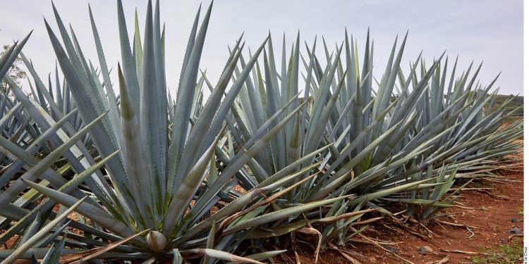 China lifts barriers to premium tequila imports