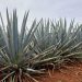 China lifts barriers to premium tequila imports