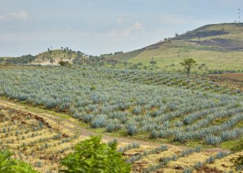 Tequila industry on track for record year