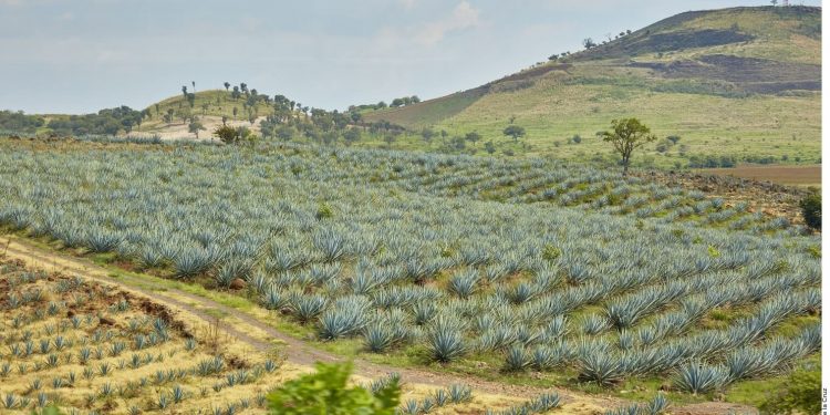 Tequila industry on track for record year