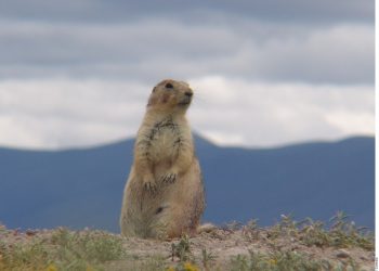Potato growers wreck Mexican prairie dog habitat