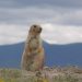 Potato growers wreck Mexican prairie dog habitat