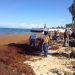 Cozumel: sargassum hit air passenger traffic in 2019