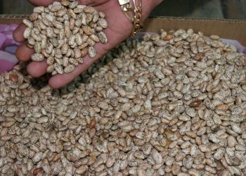 Dry beans: production hits lowest point in 27 years