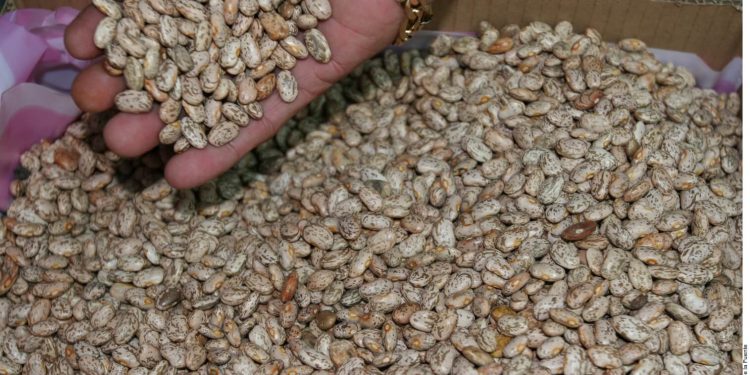 Dry beans: production hits lowest point in 27 years