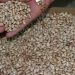 Dry beans: production hits lowest point in 27 years