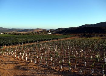 Baja seeks new airport in Ensenada, Valle de Guadalupe