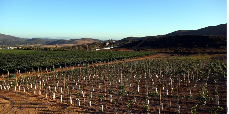 Baja seeks new airport in Ensenada, Valle de Guadalupe