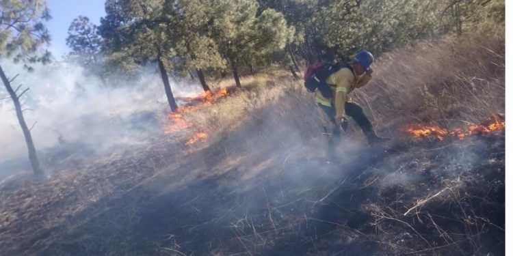 Zapopan: Nine fires rage La Primavera Forest this year