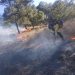 Zapopan: Nine fires rage La Primavera Forest this year