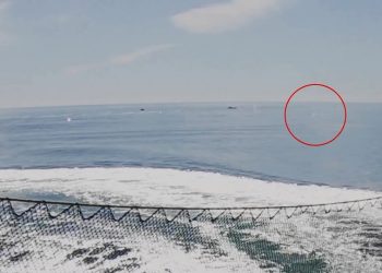 Sea of Cortez: Shots fired at defenders of endangered vaquita