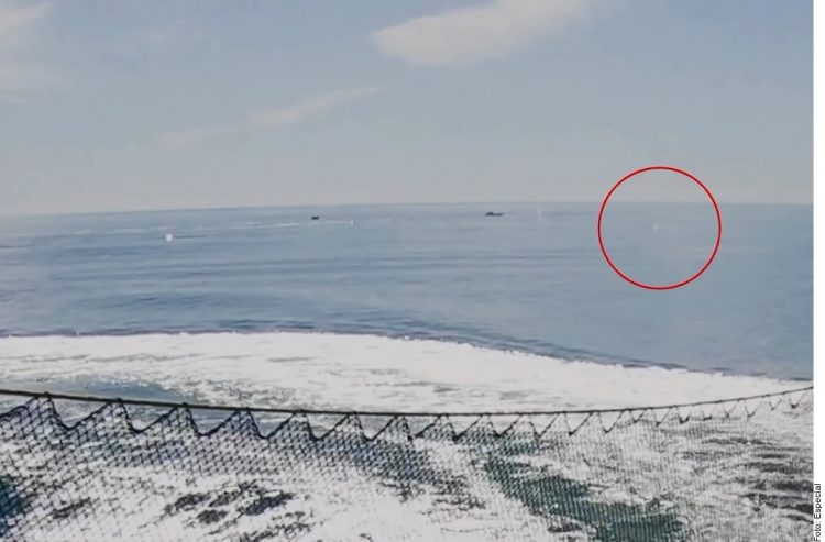 Sea of Cortez: Shots fired at defenders of endangered vaquita