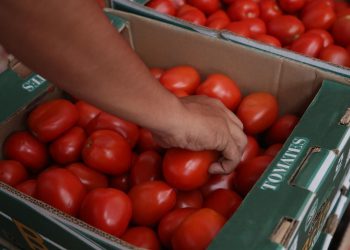 Cyber attack hindering Mexican tomato exports