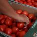 Cyber attack hindering Mexican tomato exports