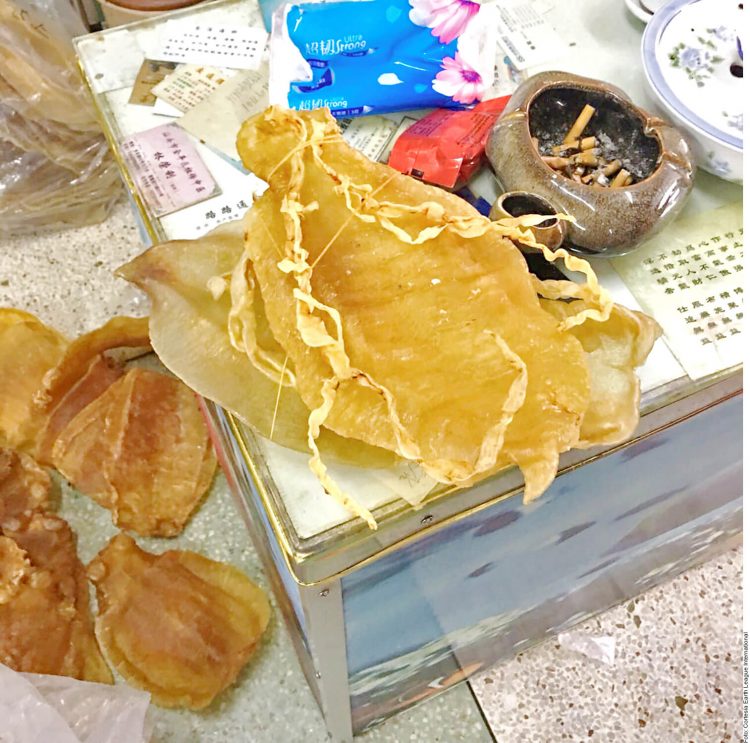 Mexico should treat totoaba trade as organized crime.- NGO