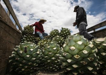 Mezcal exports getting crushed on lack of demand 