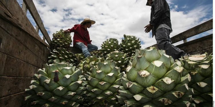 Mezcal exports getting crushed on lack of demand