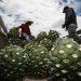 Mezcal exports getting crushed on lack of demand