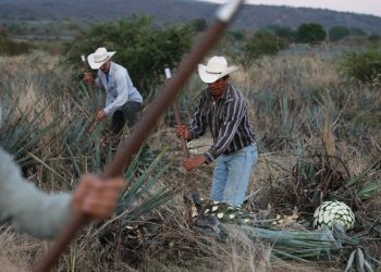 Tequila production not affected by health emergency