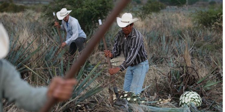 Tequila production not affected by health emergency