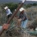 Tequila production not affected by health emergency