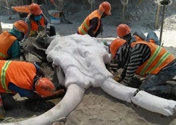 Remains of 60 mammoths unearthed at new airport site