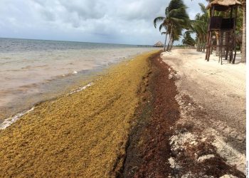 Cancún: after coronavirus, sargassum seaweed moves in