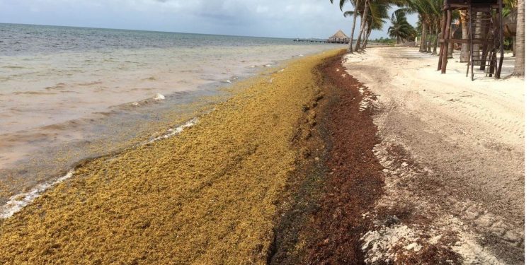 Cancún: after coronavirus, sargassum seaweed moves in