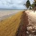 Cancún: after coronavirus, sargassum seaweed moves in