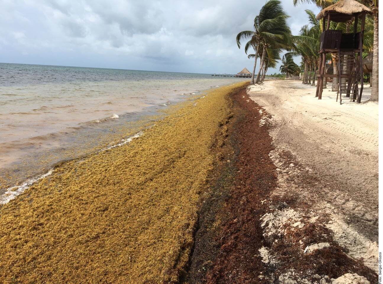 Cancún After coronavirus, sargassum seaweed moves in Mexico Today is