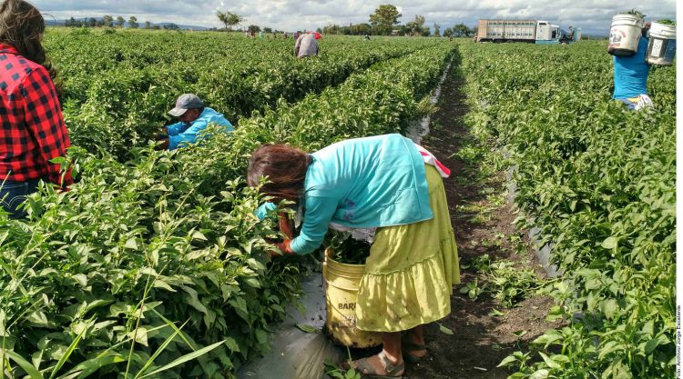 Amid pandemic, 90% of farmworkers in Mexico lack health benefits
