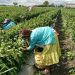 Amid pandemic, 90% of farmworkers in Mexico lack health benefits