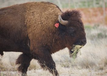 AMLO's austerity threatens Mexico's national parks