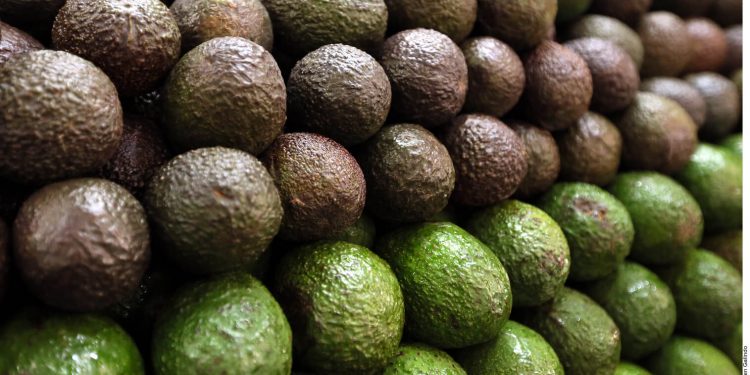 Mexican avocado exports hurt by US lockdowns in April