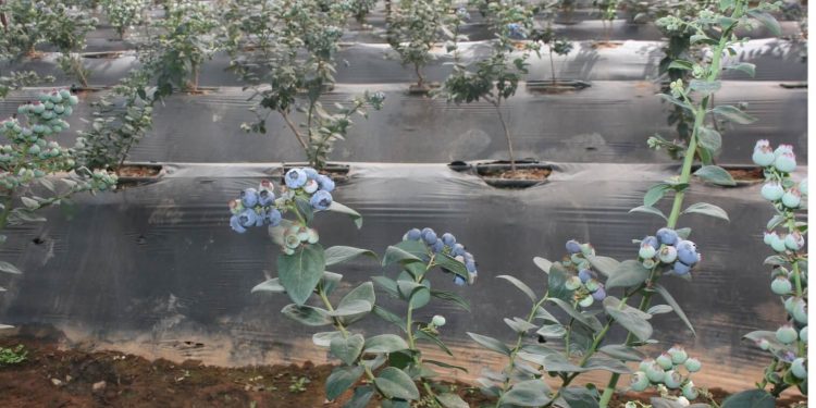 Mexican produce growers credit technology for rise in exports